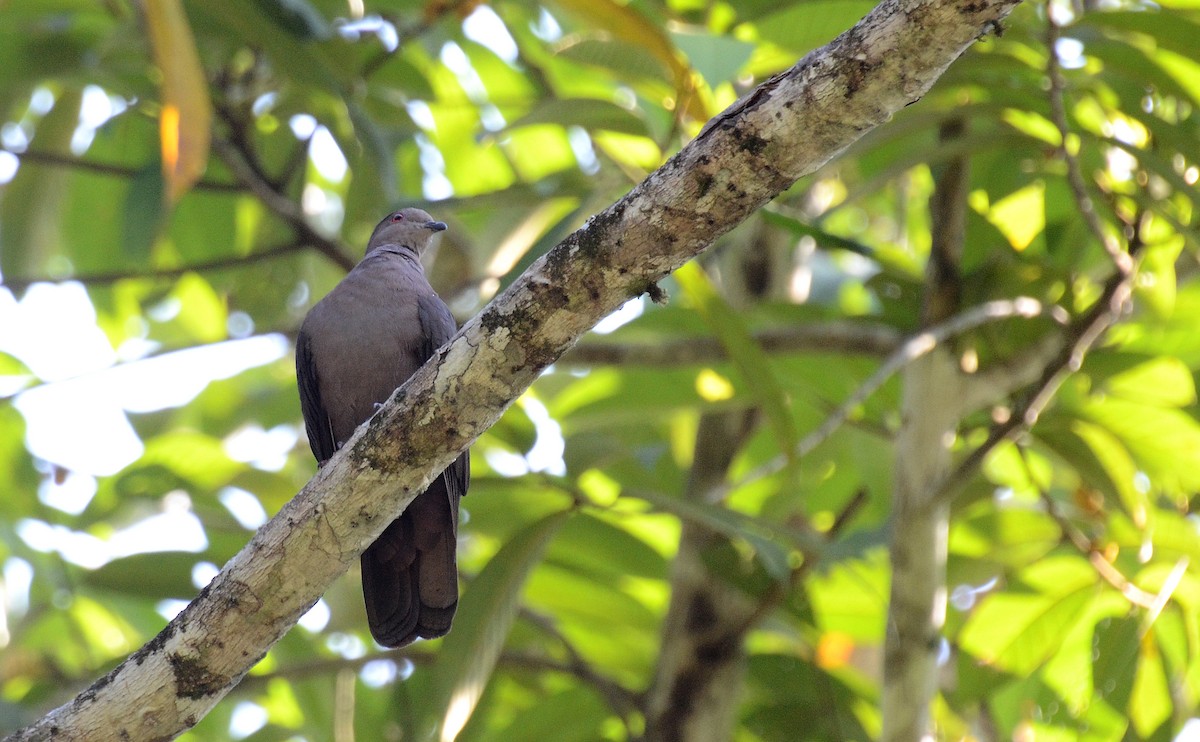 Dusky Pigeon - David M. Bell