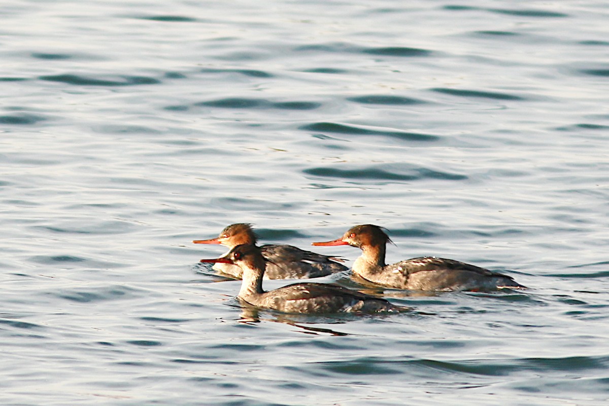 Red-breasted Merganser - Andrew Limiti