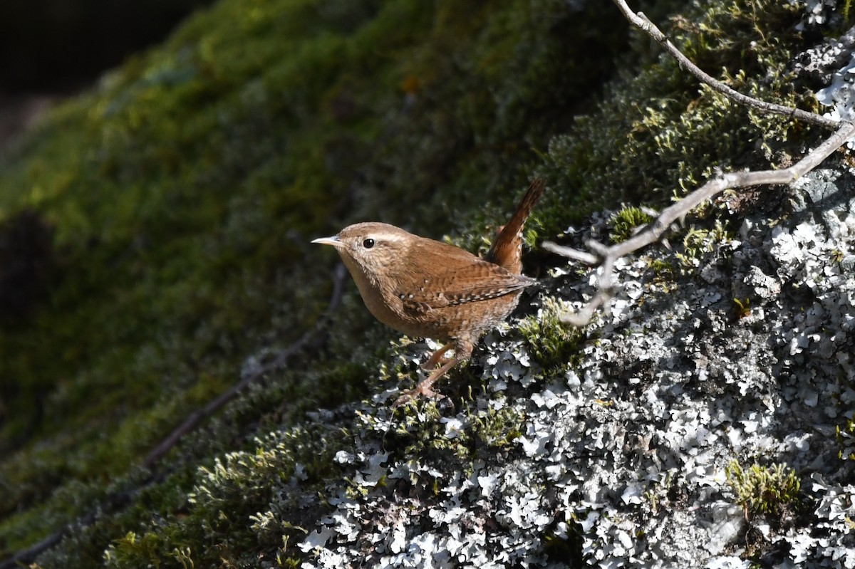 Eurasian Wren - Miguel Arribas Tiemblo