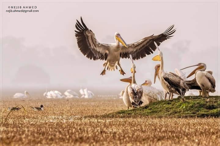 Great White Pelican - ML307944551