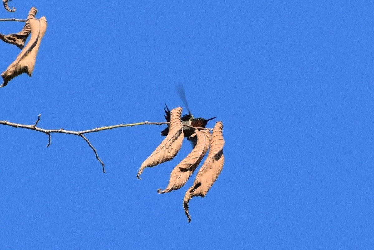 Ruby-throated Hummingbird - ML30794471
