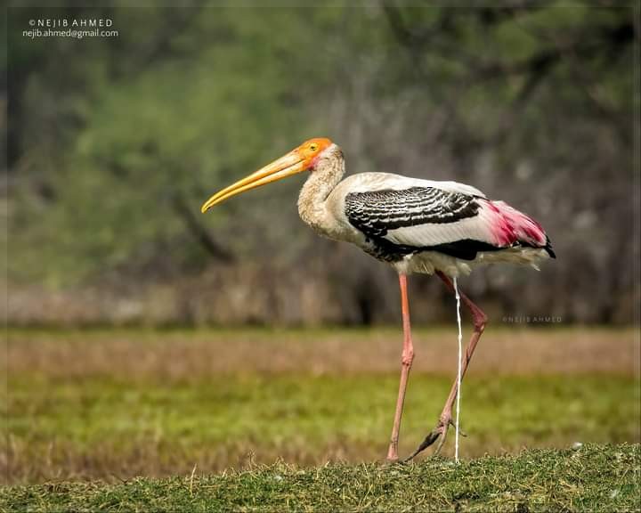 Painted Stork - ML307945211