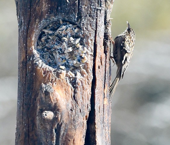 Brown Creeper - ML307945391