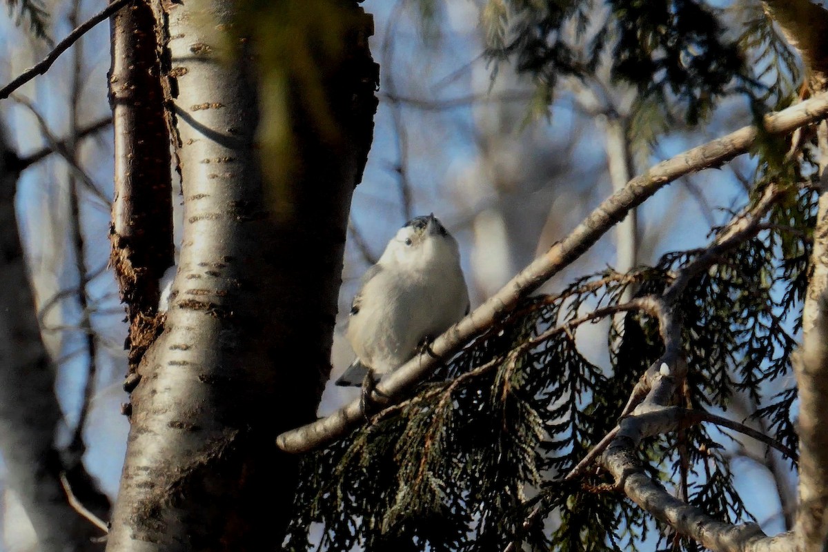 White-breasted Nuthatch - ML307945771