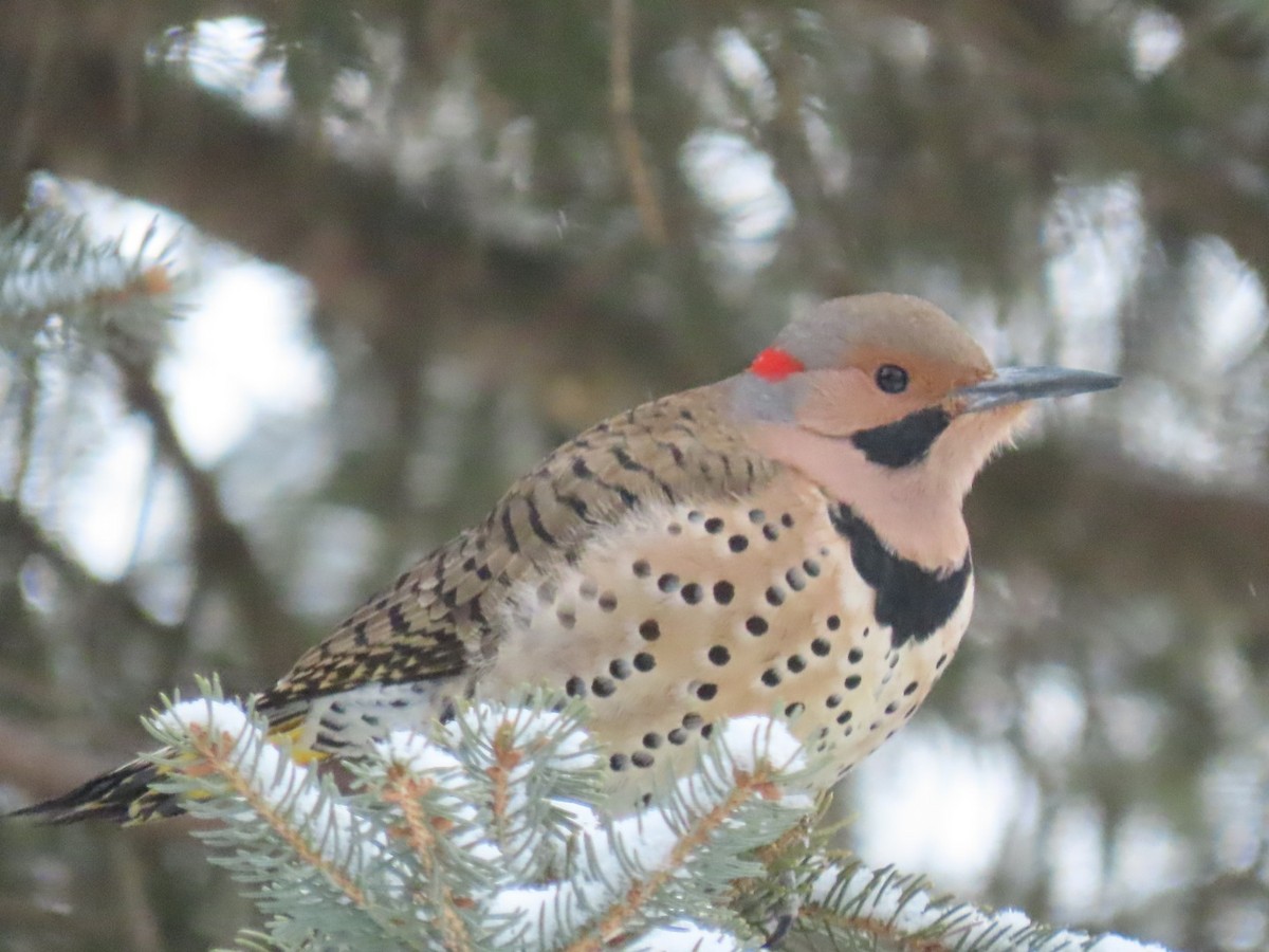 Northern Flicker - A Schenk