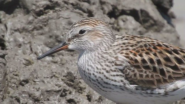 White-rumped Sandpiper - ML307948431