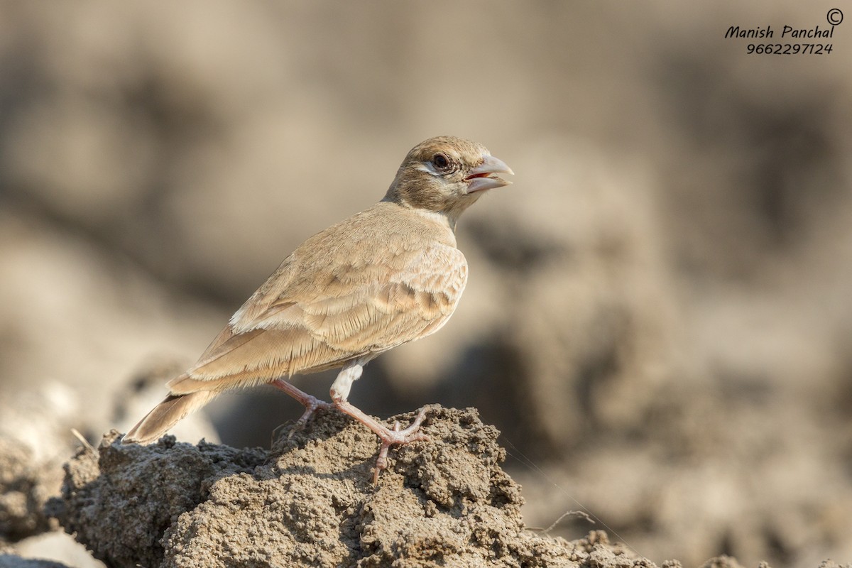 Ashy-crowned Sparrow-Lark - ML307948661