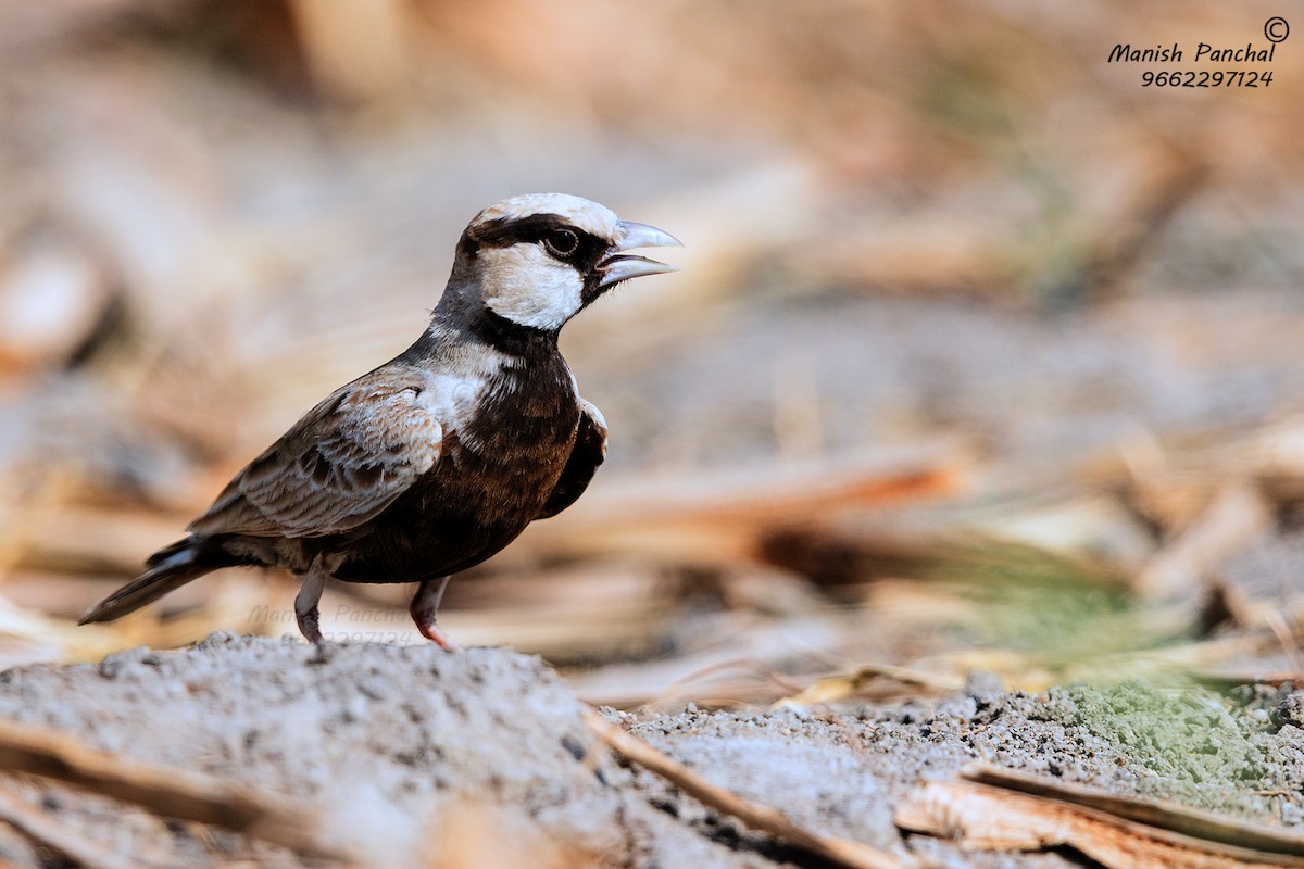 Ashy-crowned Sparrow-Lark - ML307948671