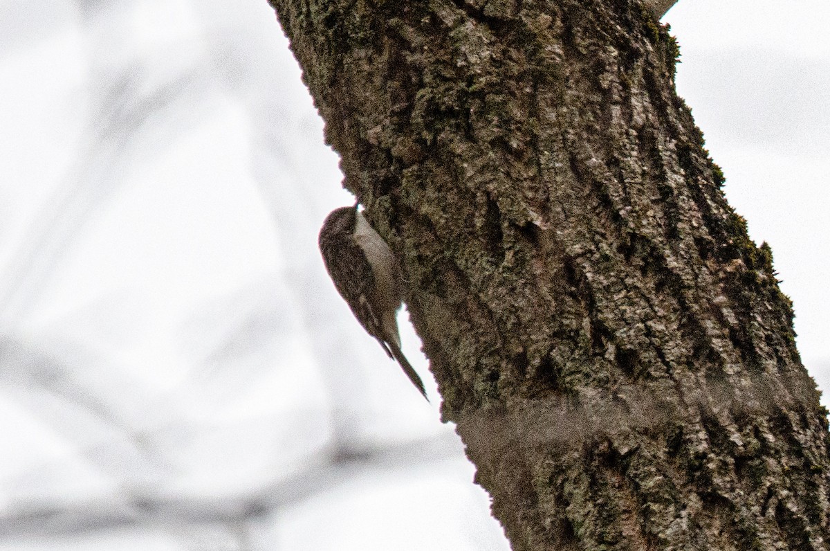 Brown Creeper - ML307949831