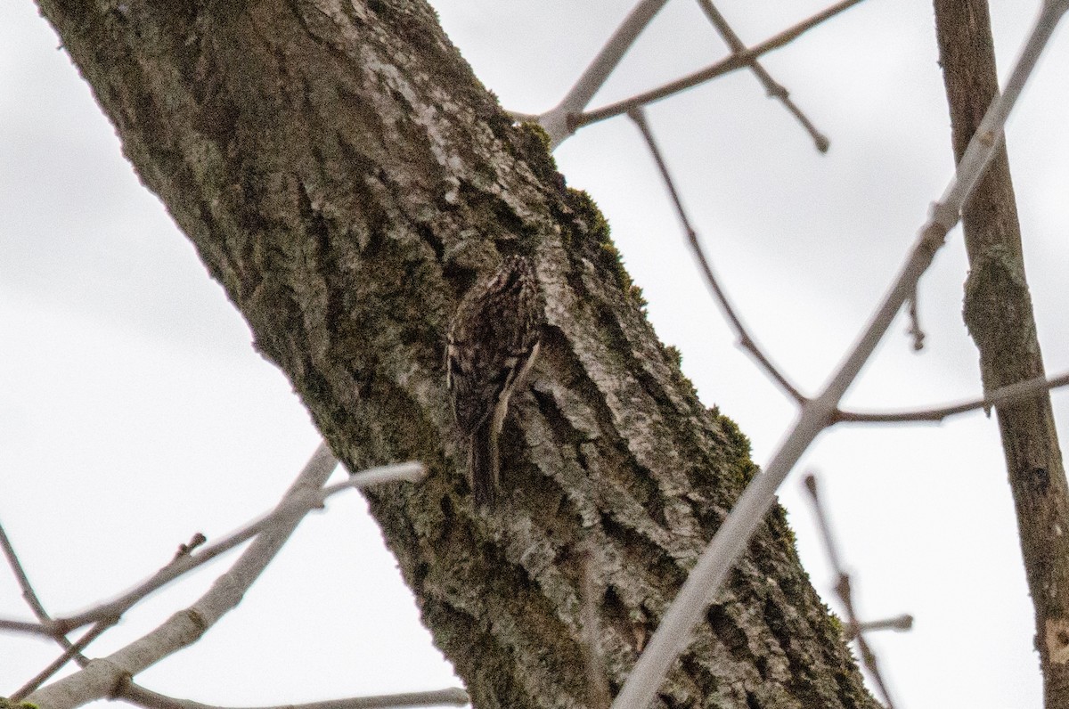 Brown Creeper - ML307949841