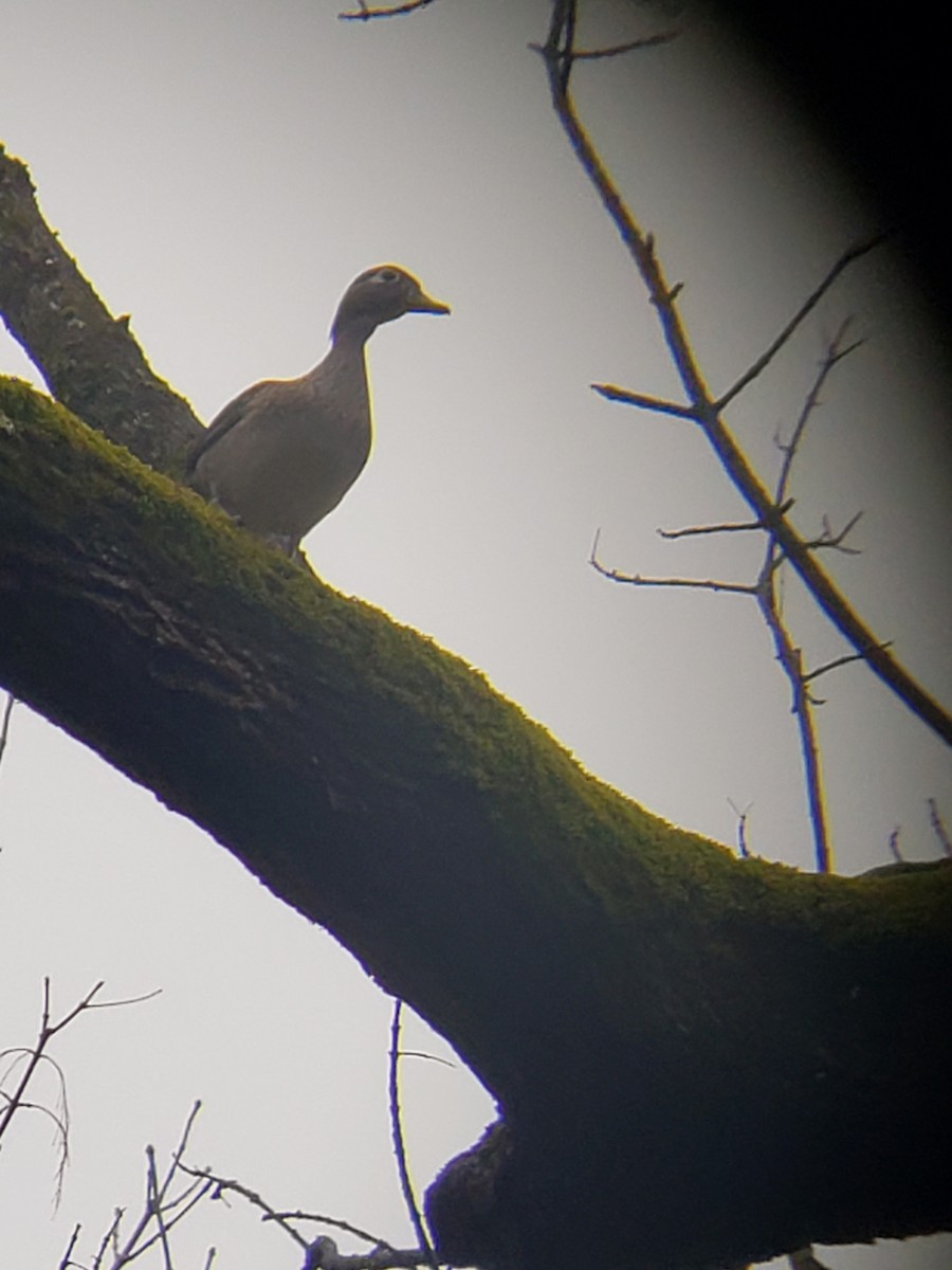 Wood Duck - ML307951001