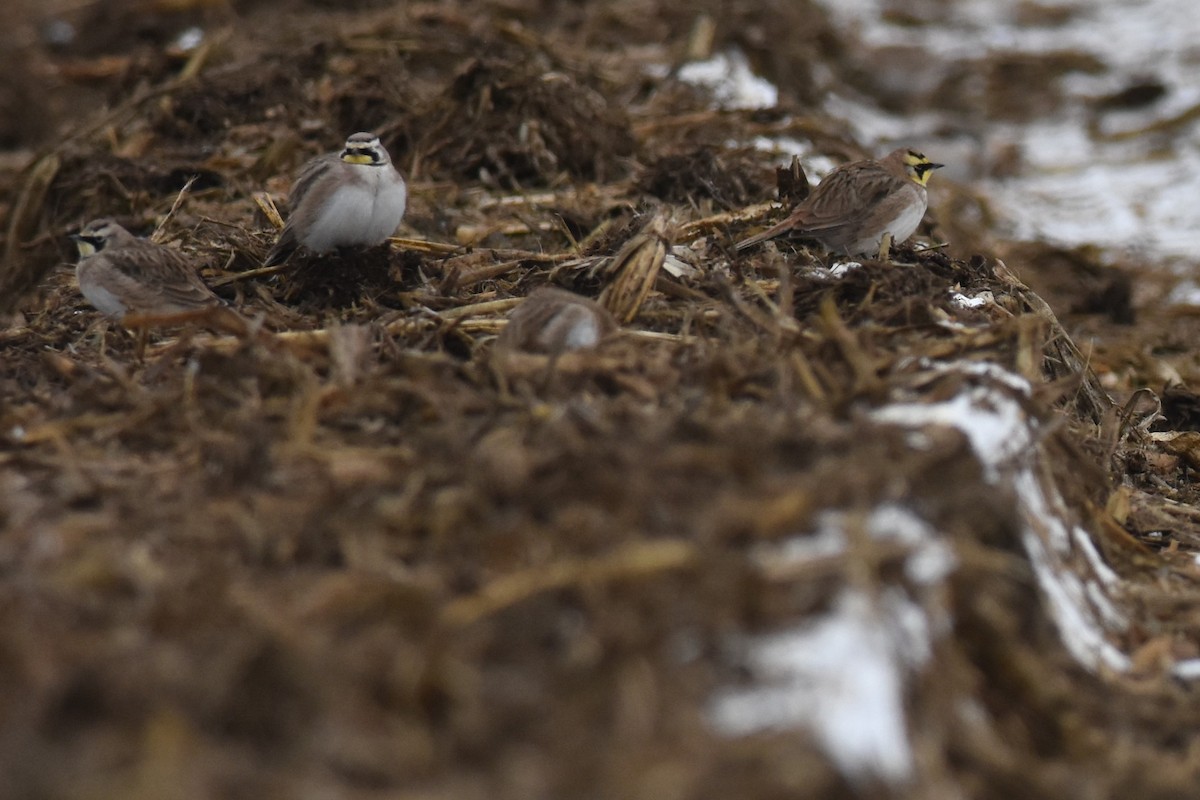 Horned Lark - Kazumi Ohira