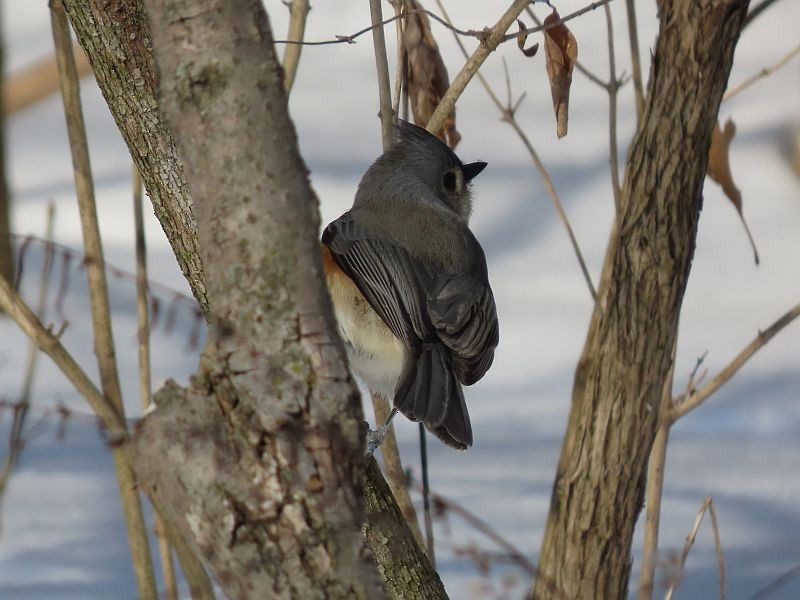 Tufted Titmouse - ML307955111