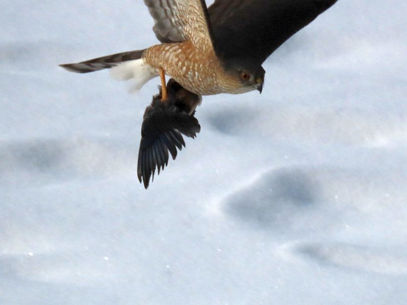 Cooper's Hawk - ML307955211