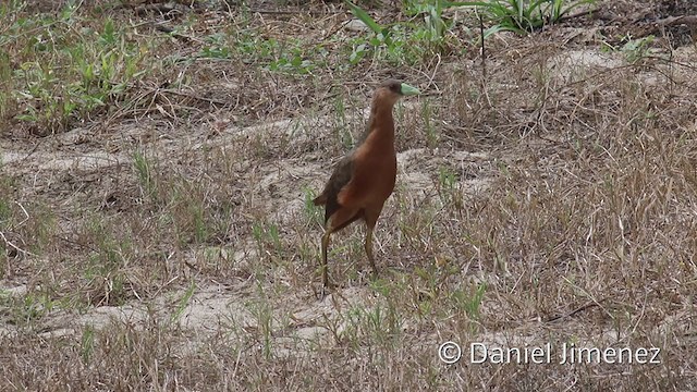 Gallineta Isabelina - ML307956481