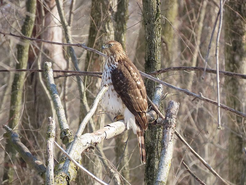 Cooper's Hawk - ML307956941