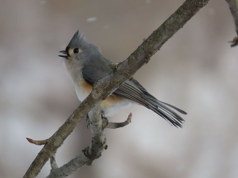 Tufted Titmouse - ML307957171