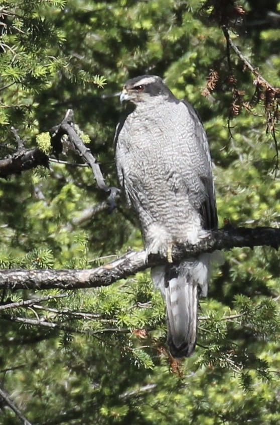 American Goshawk - ML30795721