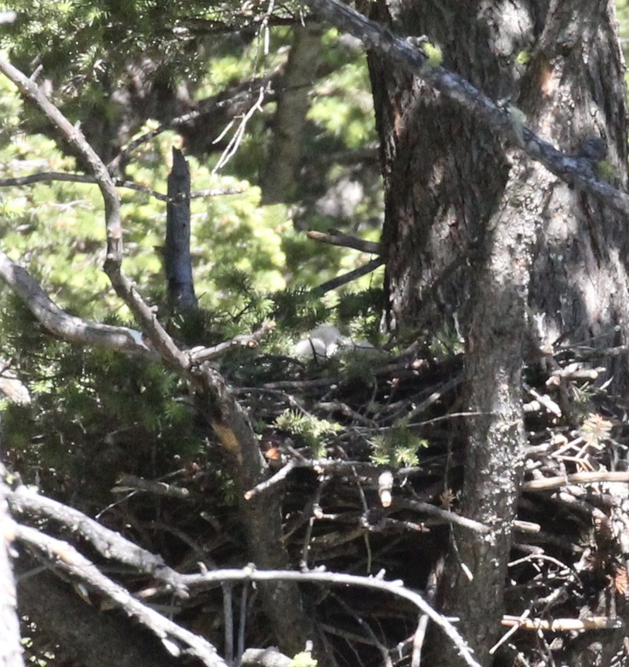 American Goshawk - ML30795731