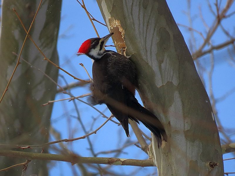 Pileated Woodpecker - ML307957331