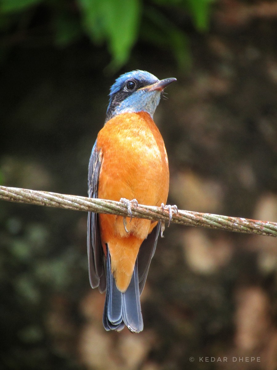 Blue-capped Rock-Thrush - ML307958081