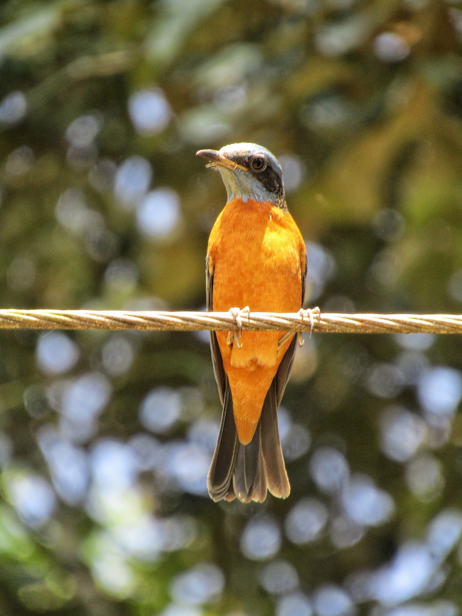 Blue-capped Rock-Thrush - ML307958131