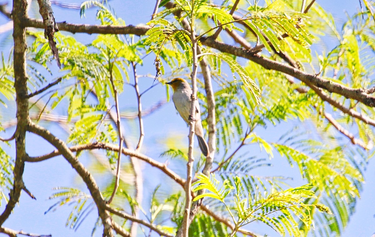 Verdin - ML307958861
