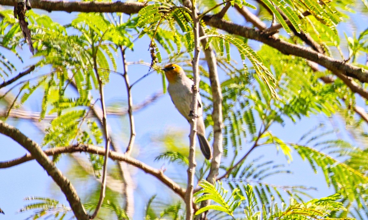 Verdin - ML307958901