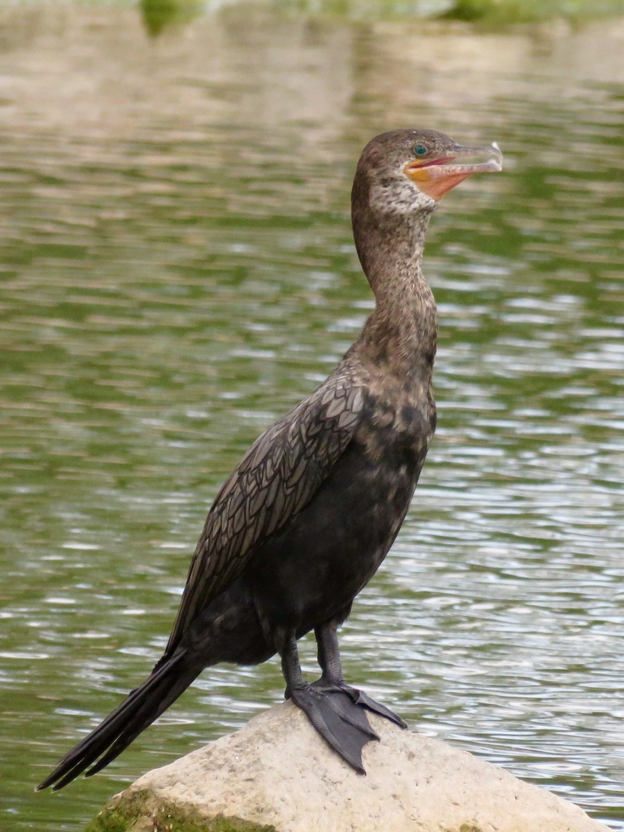 Neotropic Cormorant - ML30795921