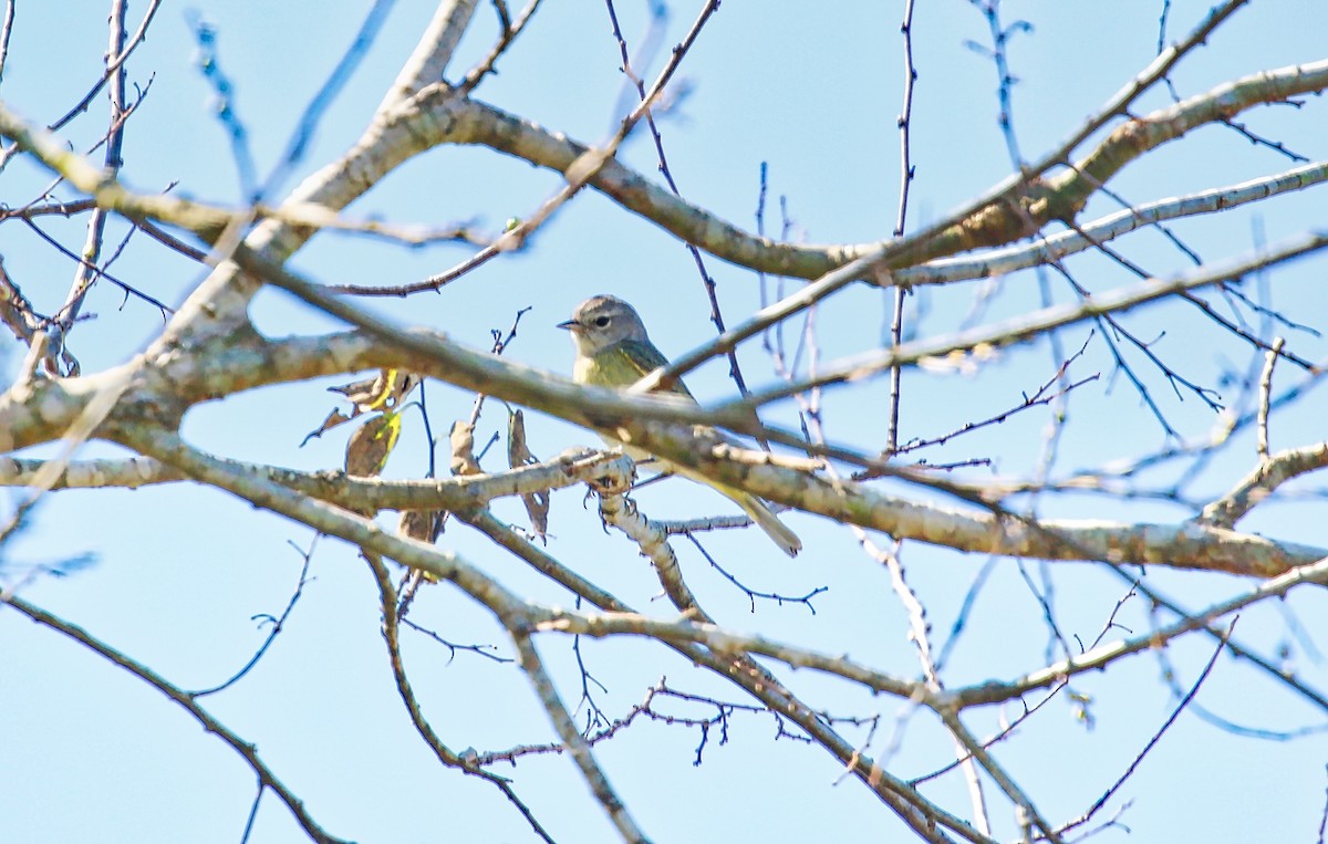 Orange-crowned Warbler - ML307959801