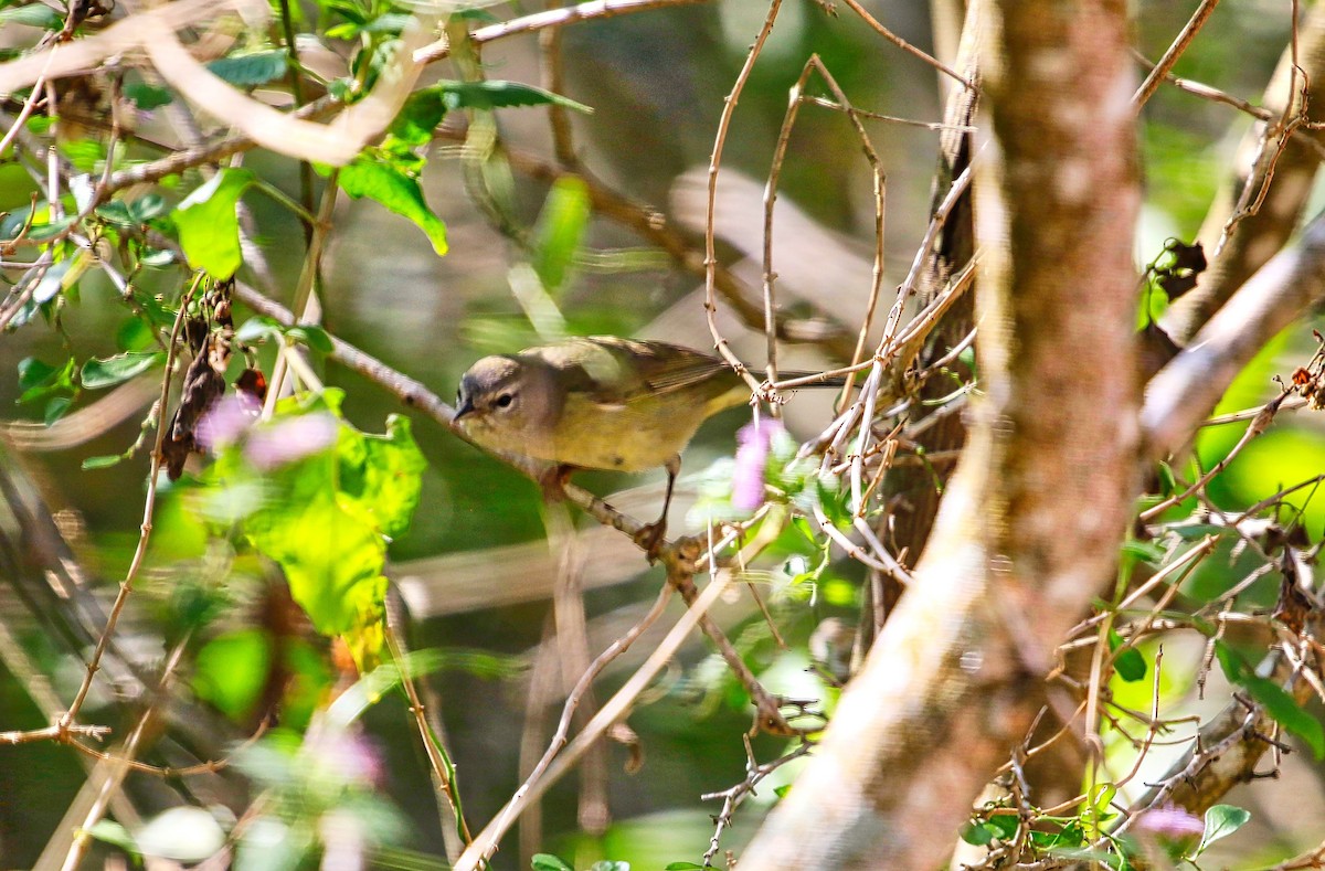 Orange-crowned Warbler - ML307959971