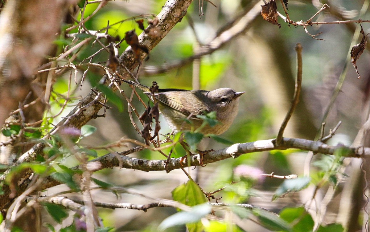 Orange-crowned Warbler - ML307960061