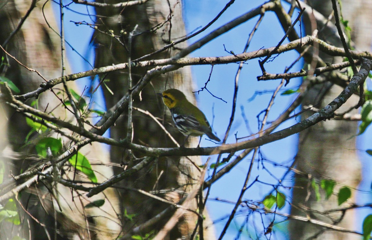 Black-throated Green Warbler - ML307960251
