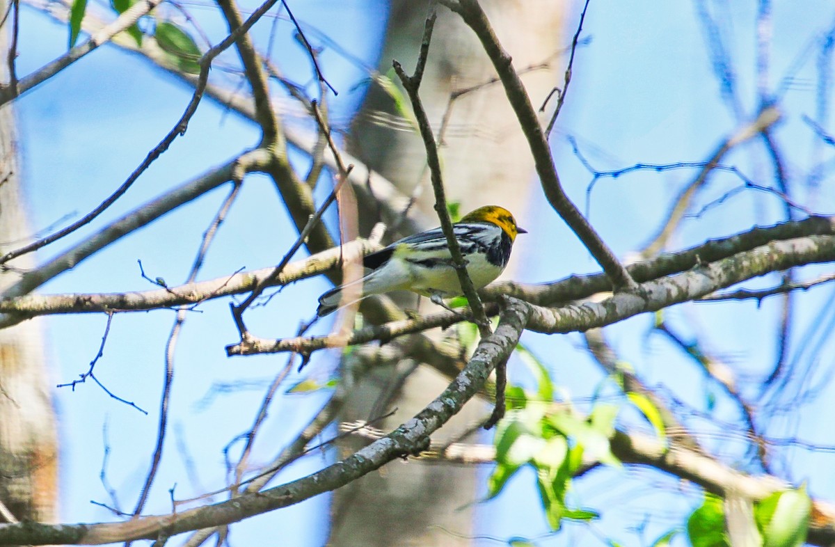 Black-throated Green Warbler - ML307960311