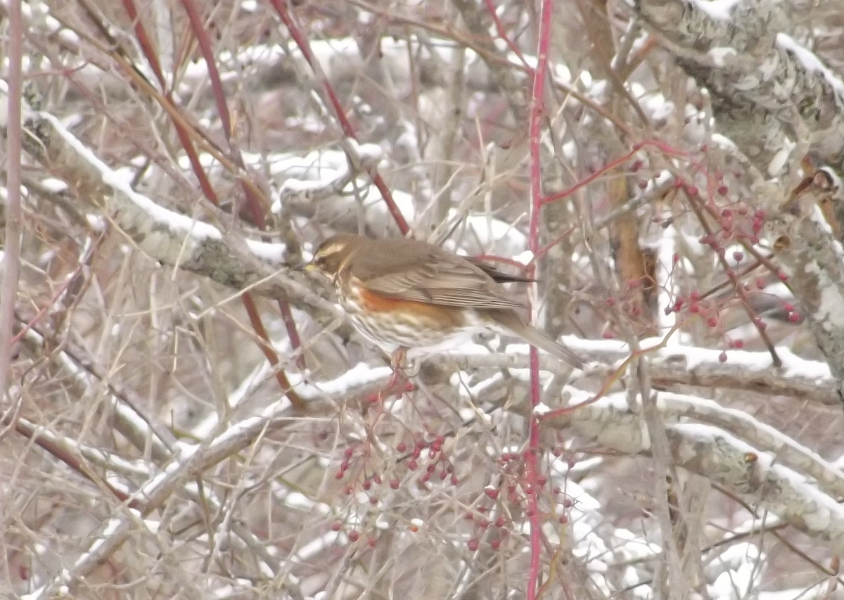 Redwing - Jamie Huskins