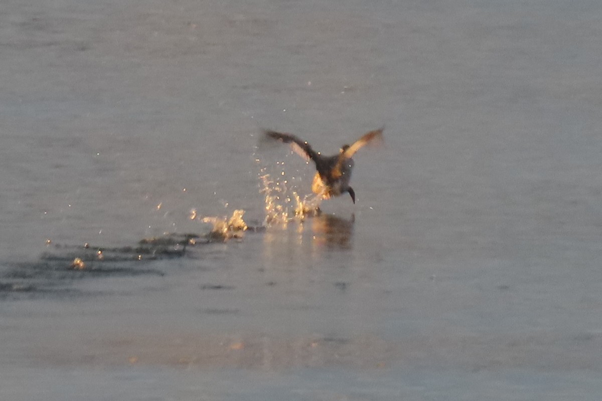 Red-necked Grebe - ML307963021