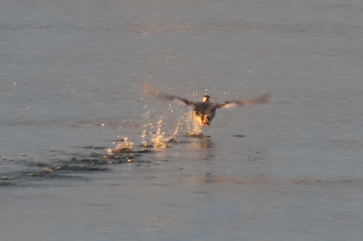 Red-necked Grebe - ML307963031