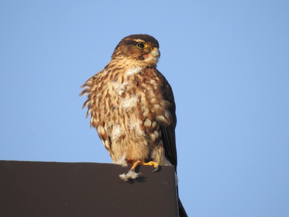 Merlin - Logan Clark