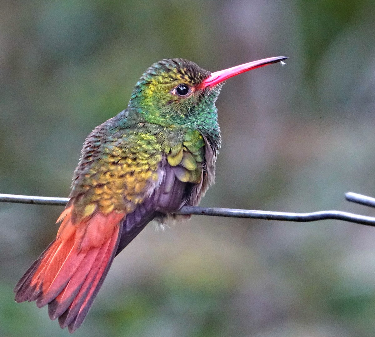 Rufous-tailed Hummingbird - Doug Swartz