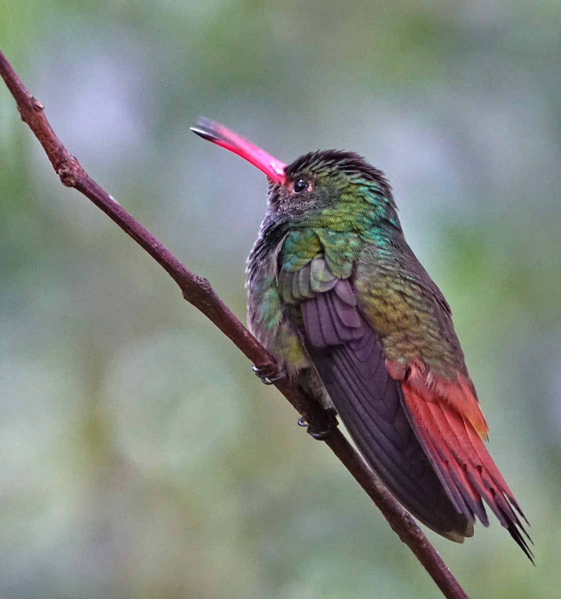 Rufous-tailed Hummingbird - Doug Swartz