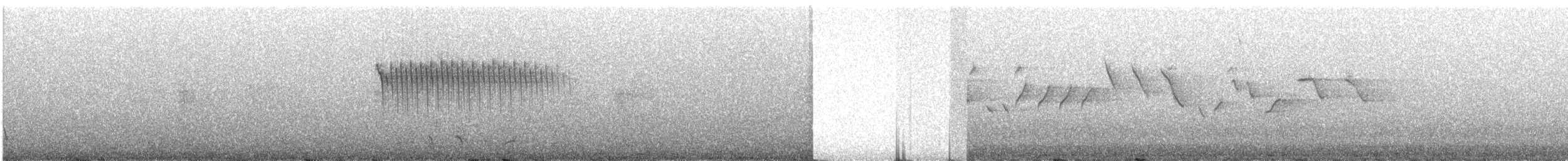 Percefleur à flancs blancs - ML307969531