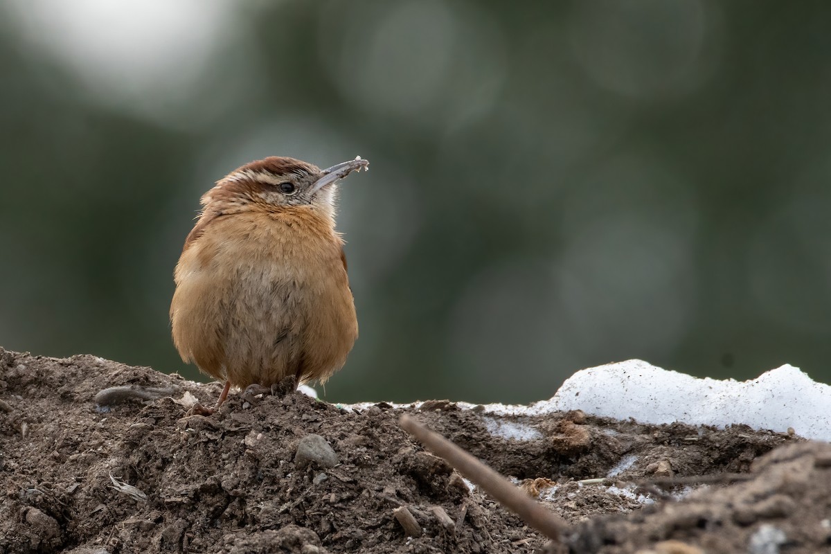 Carolina Wren - ML307970901