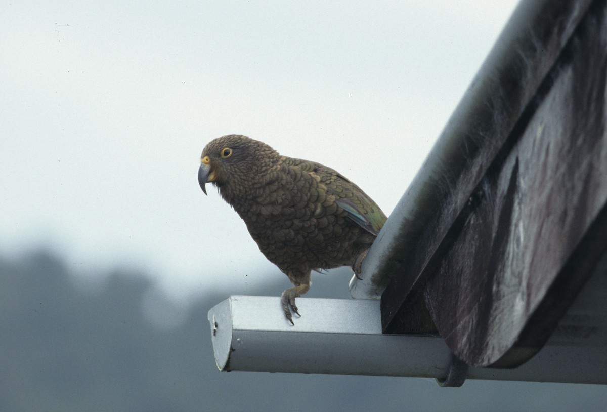 Kea - ML307971941
