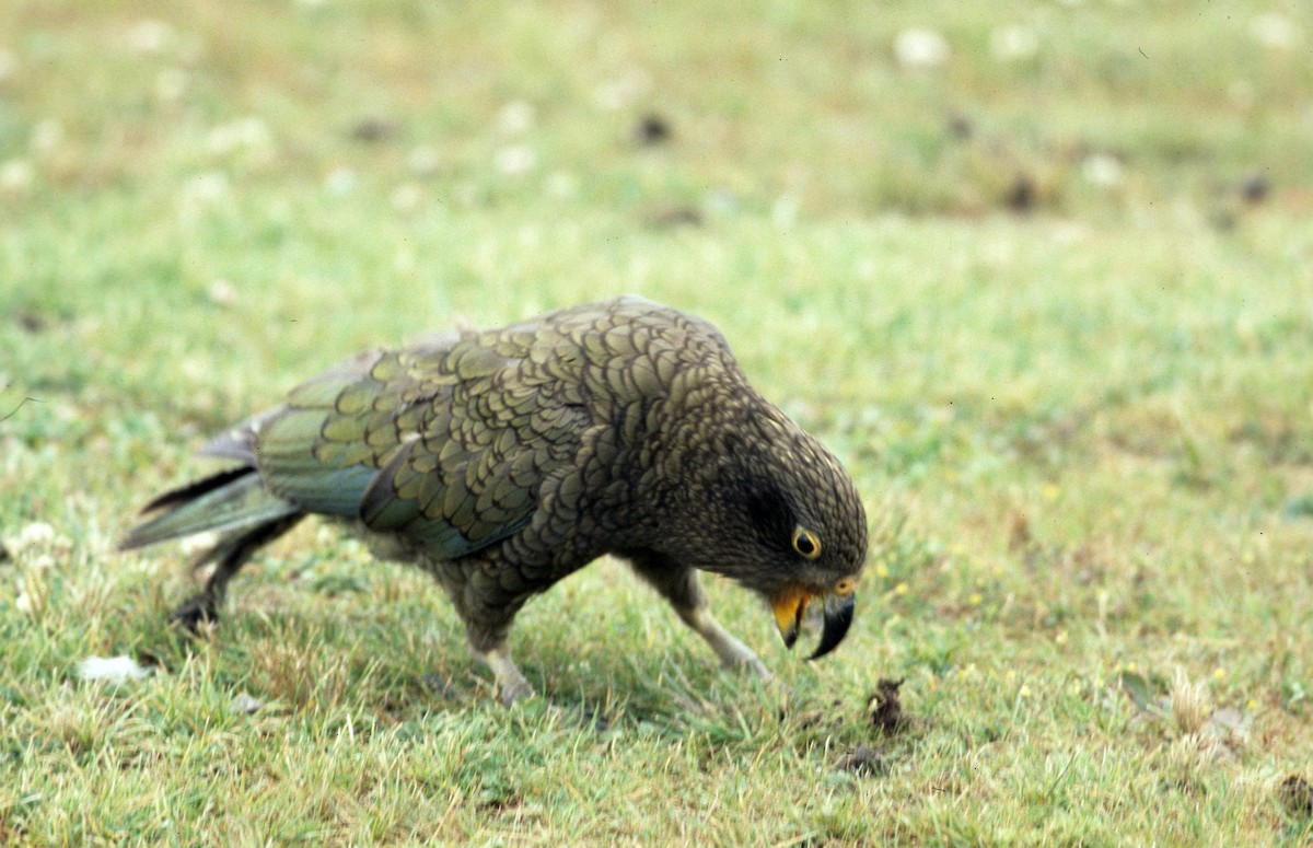 Kea - ML307971981