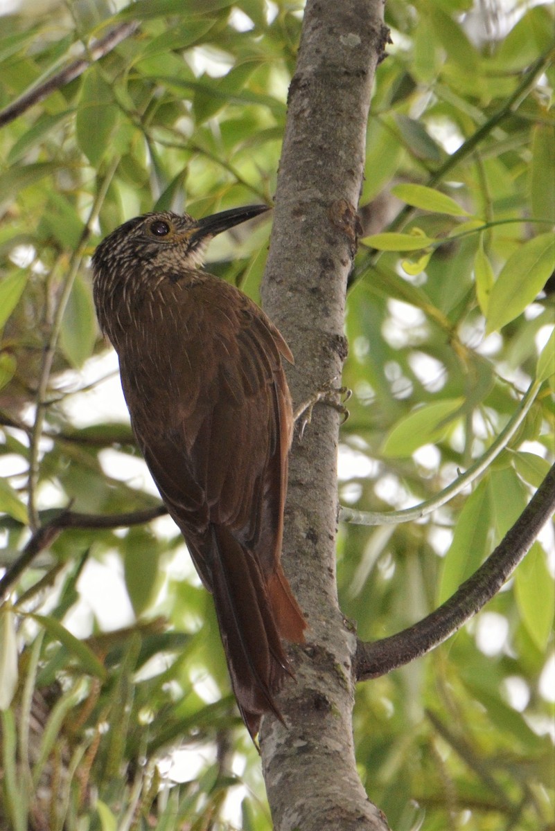 Planalto Woodcreeper - Pablo G. Fernández🦅