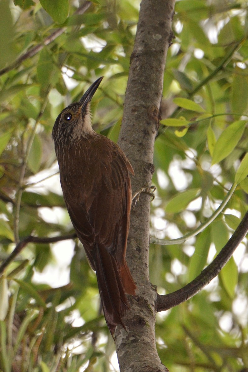 Planalto Woodcreeper - Pablo G. Fernández🦅