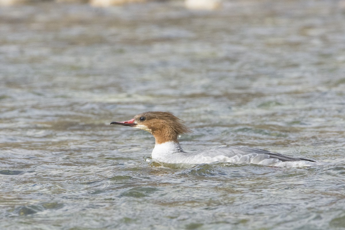 Common Merganser - ML307972401