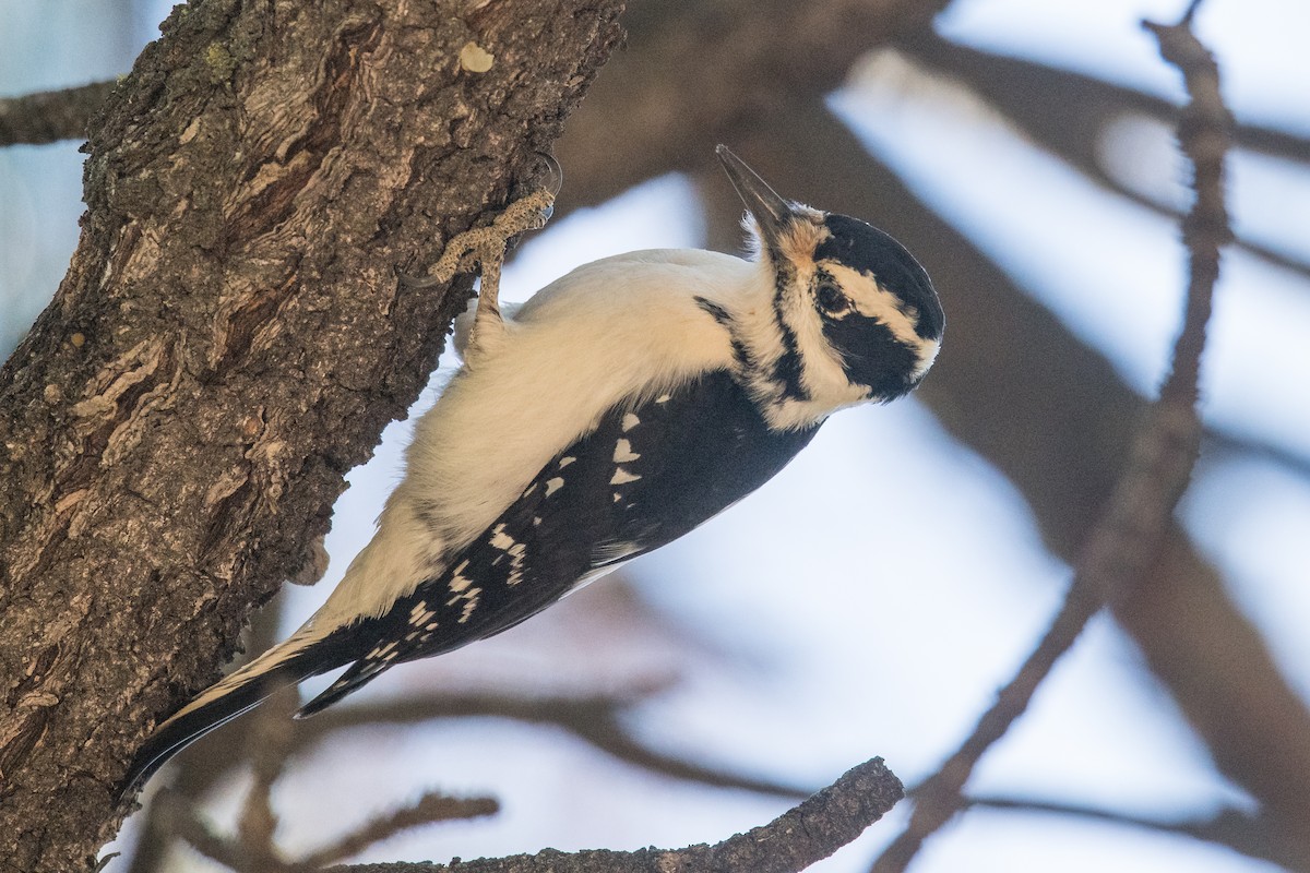 Hairy Woodpecker - Jeff Bleam