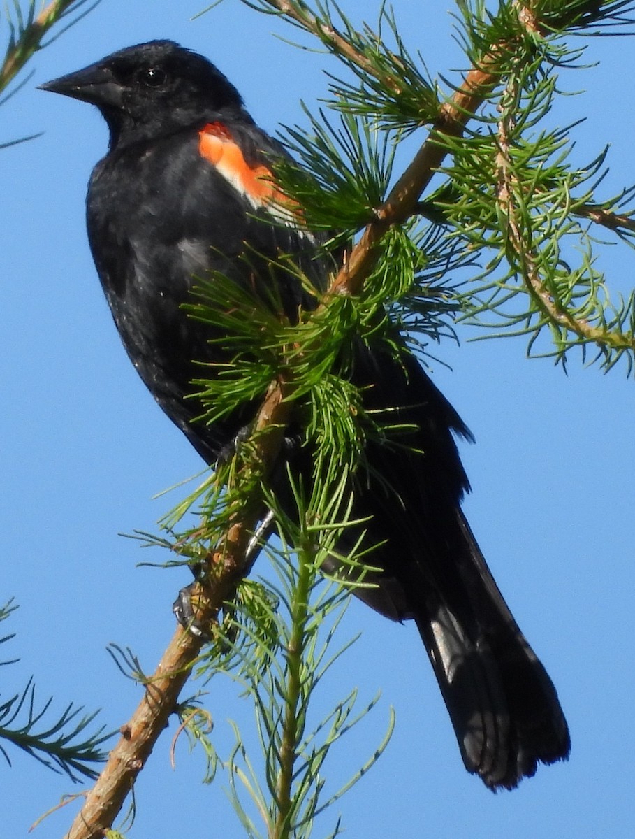 Red-winged Blackbird - ML307975081