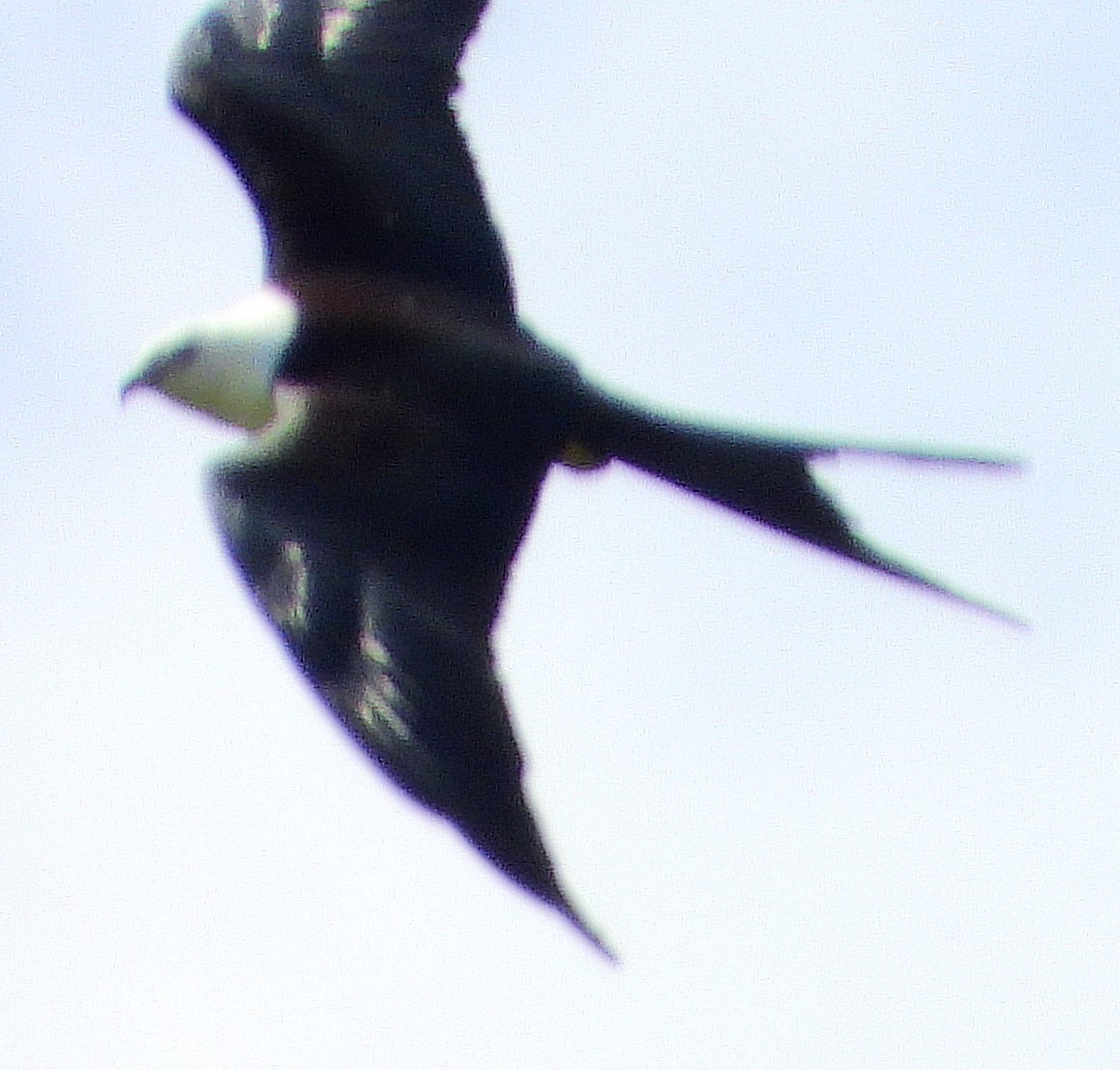 Swallow-tailed Kite - ML307975311